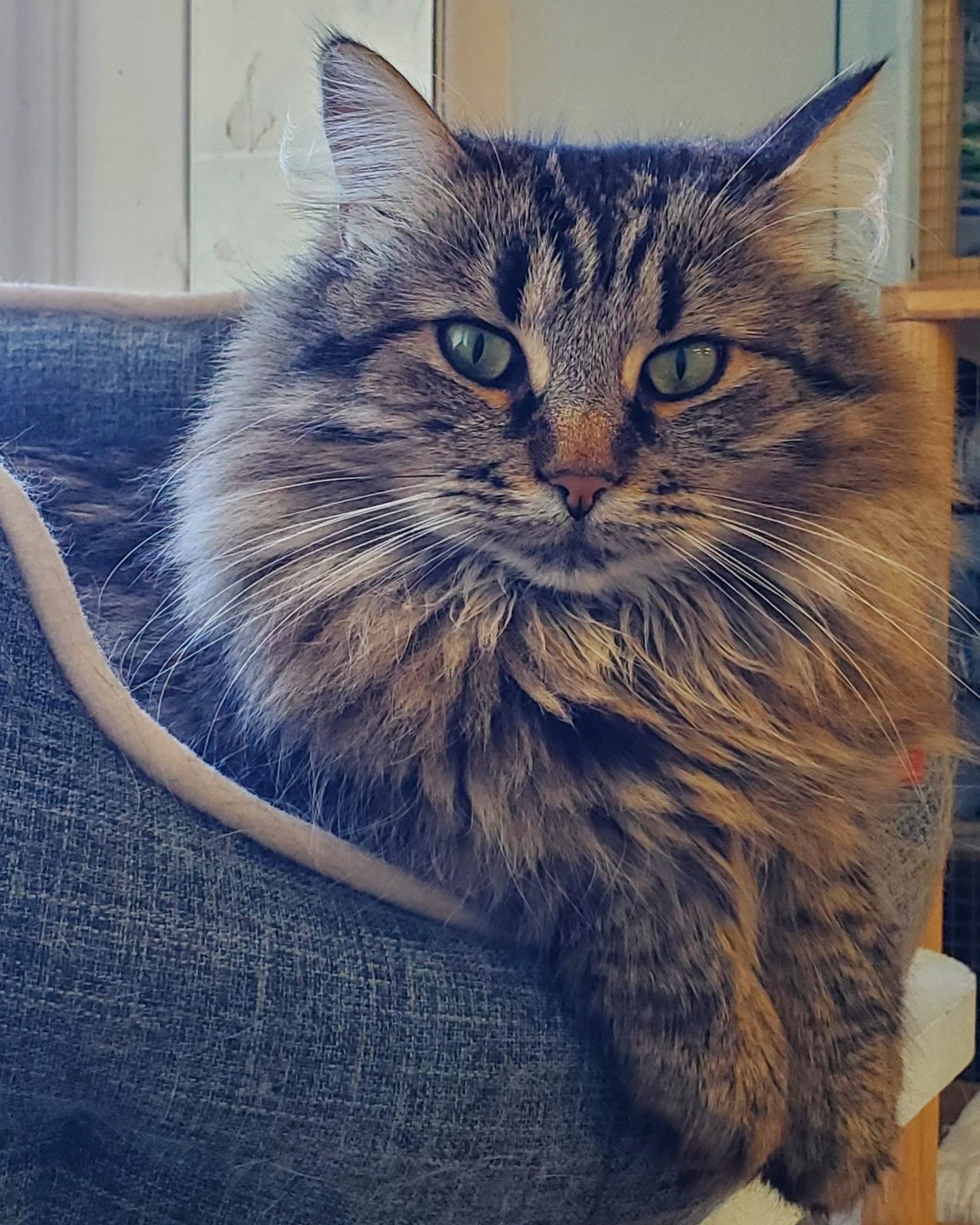 Beauté